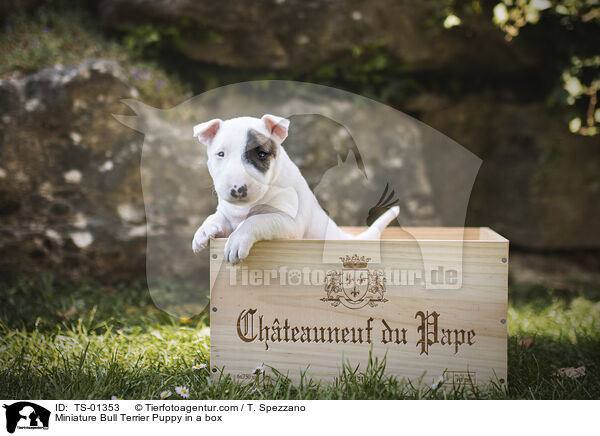 Miniatur Bullterrier Welpe in einer Kiste / Miniature Bull Terrier Puppy in a box / TS-01353