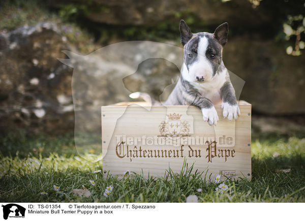 Miniatur Bullterrier Welpe in einer Kiste / Miniature Bull Terrier Puppy in a box / TS-01354