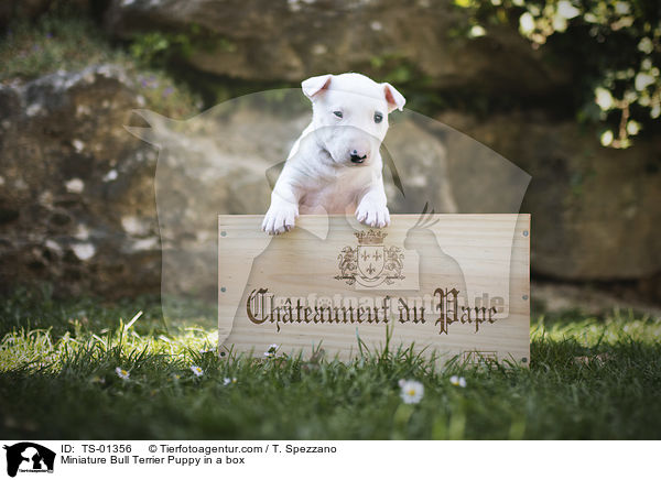 Miniatur Bullterrier Welpe in einer Kiste / Miniature Bull Terrier Puppy in a box / TS-01356