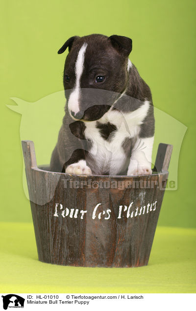 Miniatur Bullterrier Welpe / Miniature Bull Terrier Puppy / HL-01010