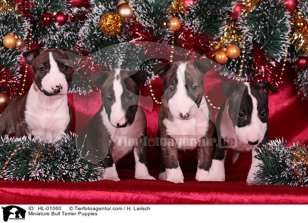 Miniatur Bullterrier Welpen / Miniature Bull Terrier Puppies / HL-01060