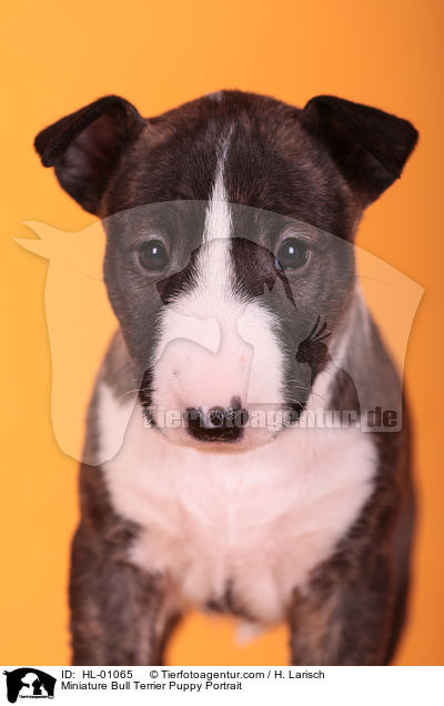 Miniatur Bullterrier Welpe Portrait / Miniature Bull Terrier Puppy Portrait / HL-01065