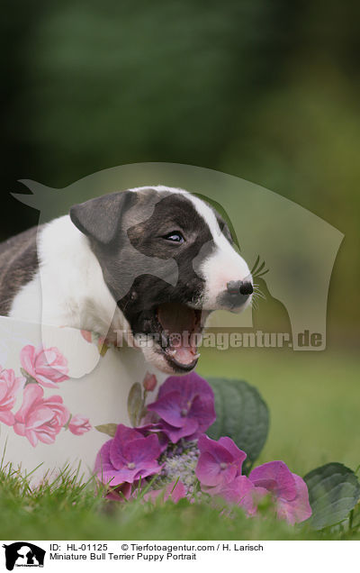 Miniatur Bullterrier Welpe Portrait / Miniature Bull Terrier Puppy Portrait / HL-01125