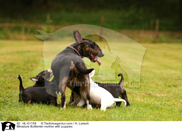 Miniatur Bullterrier Hndin mit Welpen / Miniature Bullterrier mother with puppies / HL-01158