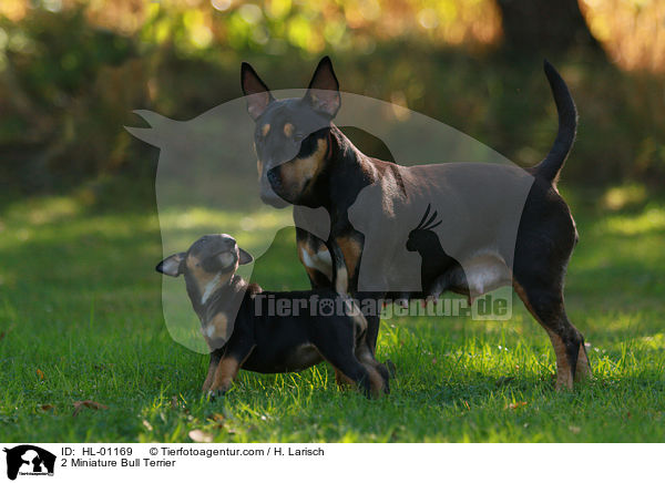 2 Miniatur Bullterrier / 2 Miniature Bull Terrier / HL-01169