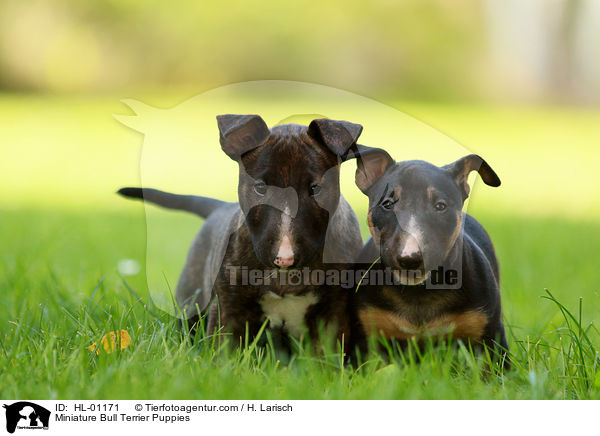 Miniatur Bullterrier Welpen / Miniature Bull Terrier Puppies / HL-01171