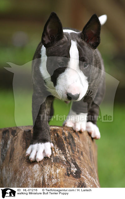 laufender Miniatur Bullterrier Welpe / walking Miniature Bull Terrier Puppy / HL-01216
