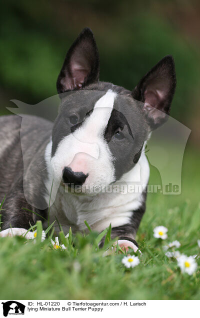 liegender Miniatur Bullterrier Welpe / lying Miniature Bull Terrier Puppy / HL-01220