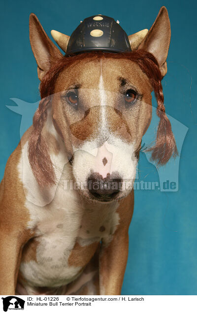 Miniatur Bullterrier Portrait / Miniature Bull Terrier Portrait / HL-01226