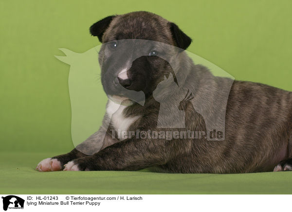 liegender Miniatur Bullterrier Welpe / lying Miniature Bull Terrier Puppy / HL-01243