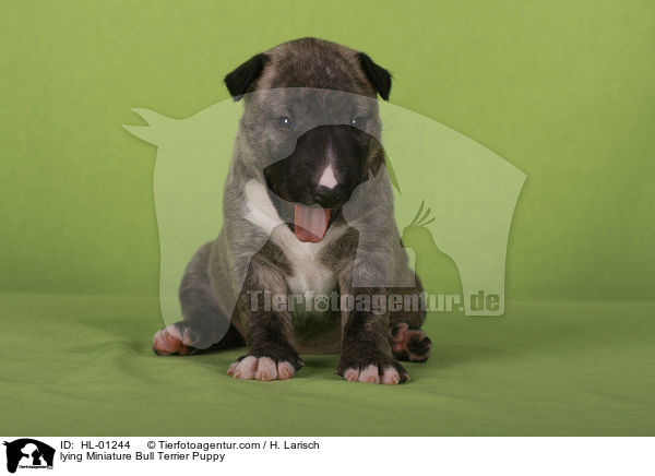 liegender Miniatur Bullterrier Welpe / lying Miniature Bull Terrier Puppy / HL-01244