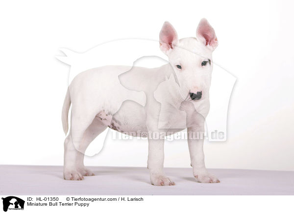 Miniatur Bullterrier Welpe / Miniature Bull Terrier Puppy / HL-01350