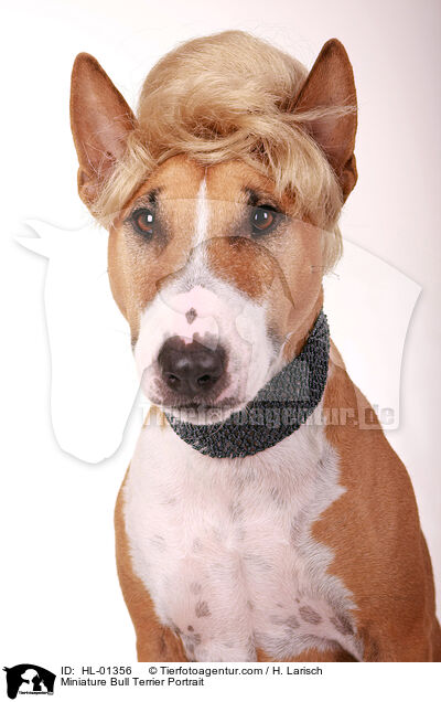 Miniature Bull Terrier Portrait / HL-01356