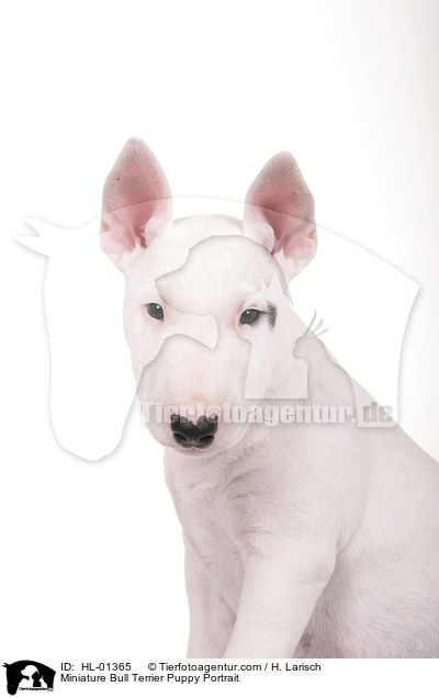 Miniatur Bullterrier Welpe Portrait / Miniature Bull Terrier Puppy Portrait / HL-01365