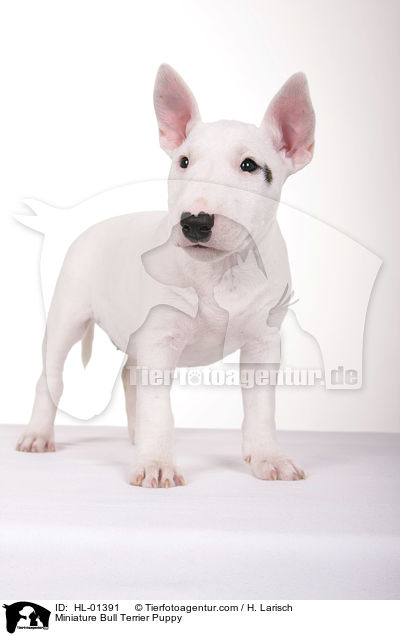 Miniatur Bullterrier Welpe / Miniature Bull Terrier Puppy / HL-01391