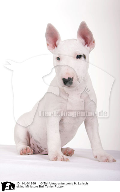 sitzender Miniatur Bullterrier Welpe / sitting Miniature Bull Terrier Puppy / HL-01396