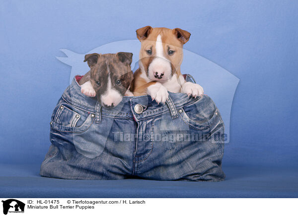 Miniatur Bullterrier Welpen / Miniature Bull Terrier Puppies / HL-01475