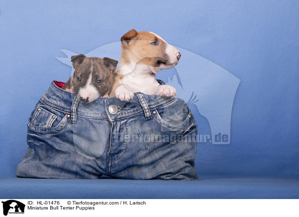 Miniatur Bullterrier Welpen / Miniature Bull Terrier Puppies / HL-01476