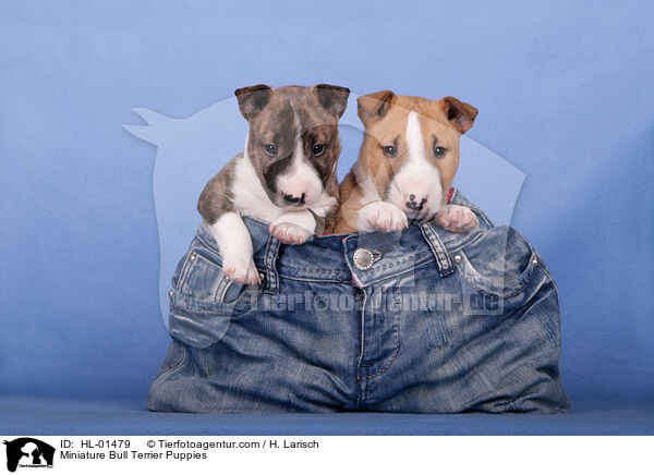 Miniatur Bullterrier Welpen / Miniature Bull Terrier Puppies / HL-01479