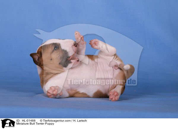 Miniatur Bullterrier Welpe / Miniature Bull Terrier Puppy / HL-01488