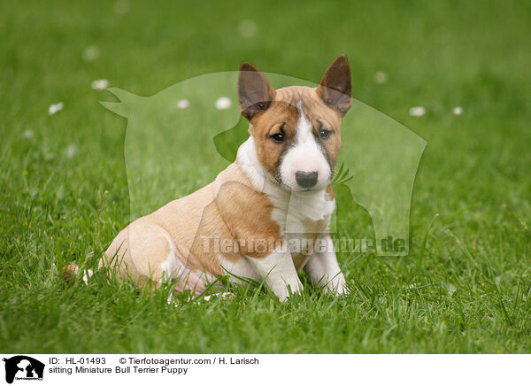 sitzender Miniatur Bullterrier Welpe / sitting Miniature Bull Terrier Puppy / HL-01493