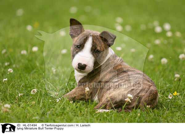 liegender Miniatur Bullterrier Welpe / lying Miniature Bull Terrier Puppy / HL-01494