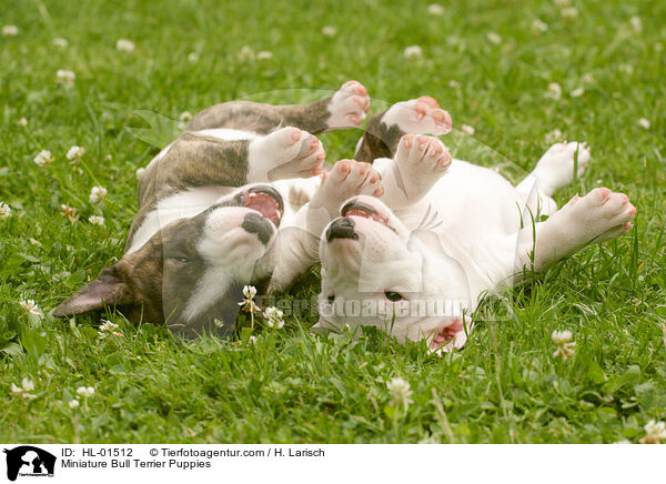 Miniatur Bullterrier Welpen / Miniature Bull Terrier Puppies / HL-01512
