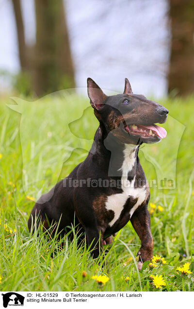 sitzender Miniatur Bullterrier / sitting Miniature Bull Terrier / HL-01529