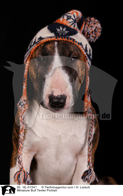 Miniatur Bullterrier Portrait / Miniature Bull Terrier Portrait / HL-01541