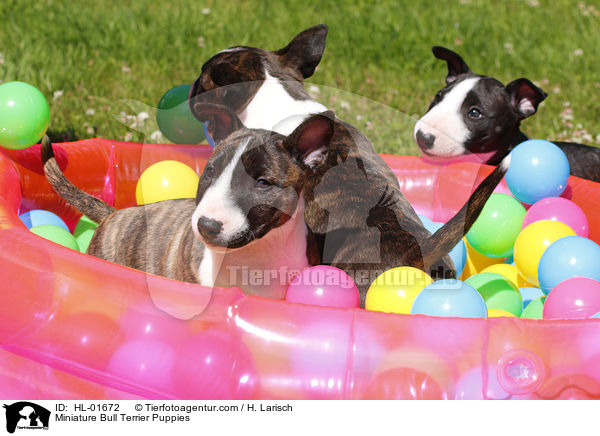 Miniatur Bullterrier Welpen / Miniature Bull Terrier Puppies / HL-01672