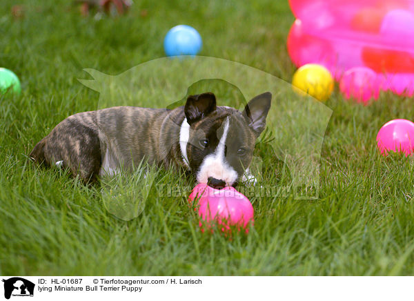 liegender Miniatur Bullterrier Welpe / lying Miniature Bull Terrier Puppy / HL-01687