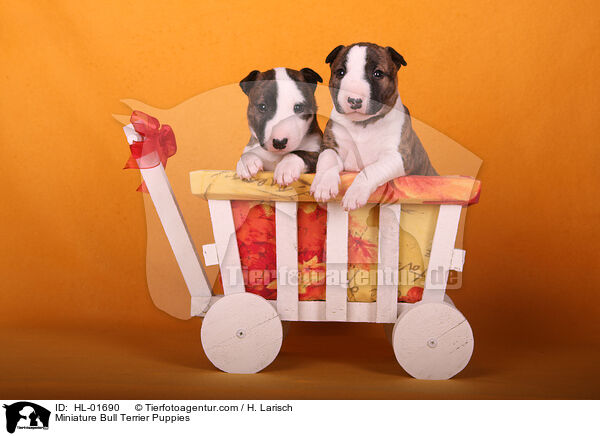 Miniatur Bullterrier Welpen / Miniature Bull Terrier Puppies / HL-01690