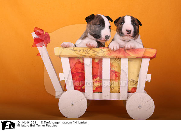 Miniatur Bullterrier Welpen / Miniature Bull Terrier Puppies / HL-01693