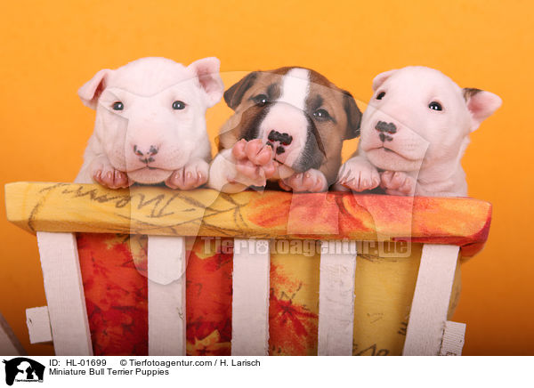 Miniatur Bullterrier Welpen / Miniature Bull Terrier Puppies / HL-01699