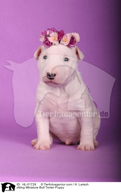sitzender Miniatur Bullterrier Welpe / sitting Miniature Bull Terrier Puppy / HL-01728