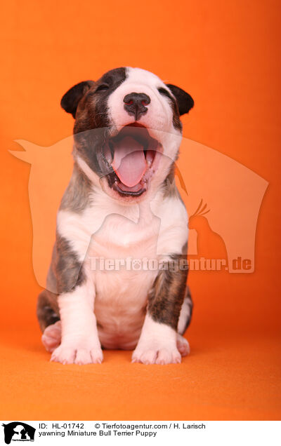 ghnender Miniatur Bullterrier Welpe / yawning Miniature Bull Terrier Puppy / HL-01742