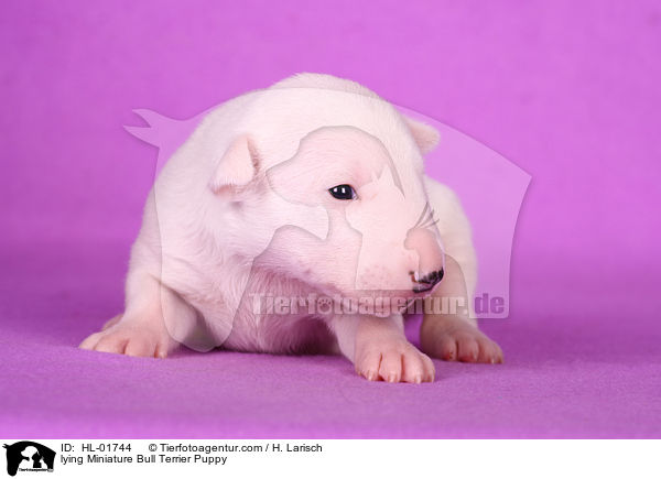 liegender Miniatur Bullterrier Welpe / lying Miniature Bull Terrier Puppy / HL-01744