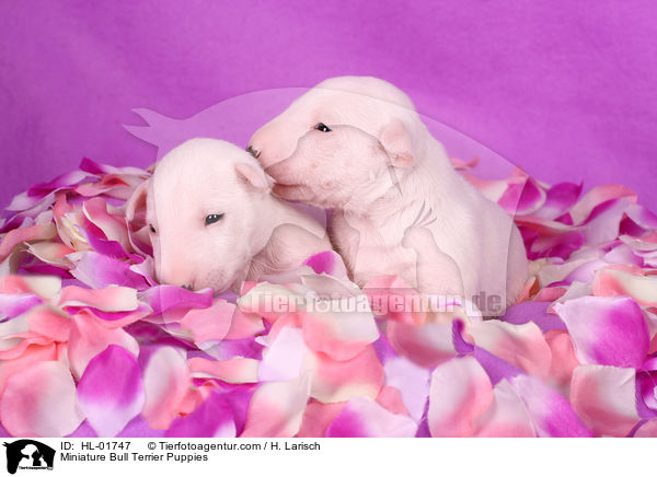 Miniatur Bullterrier Welpen / Miniature Bull Terrier Puppies / HL-01747