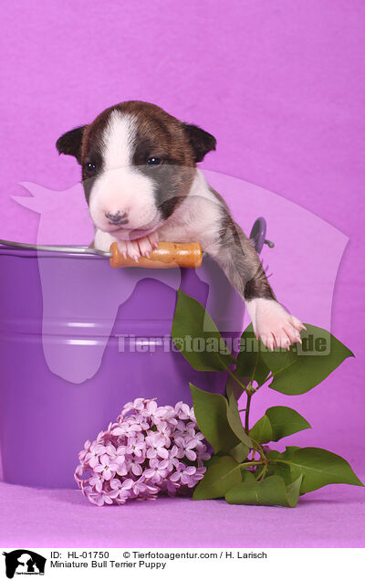 Miniatur Bullterrier Welpe / Miniature Bull Terrier Puppy / HL-01750