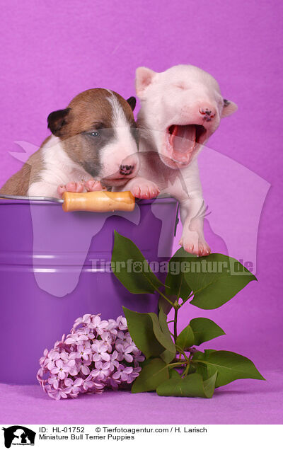 Miniatur Bullterrier Welpen / Miniature Bull Terrier Puppies / HL-01752