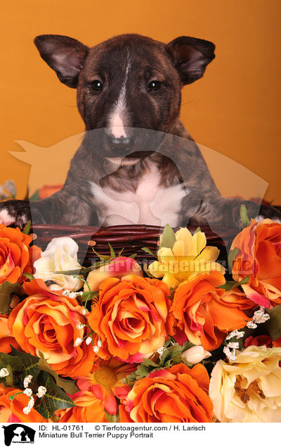 Miniatur Bullterrier Welpe Portrait / Miniature Bull Terrier Puppy Portrait / HL-01761