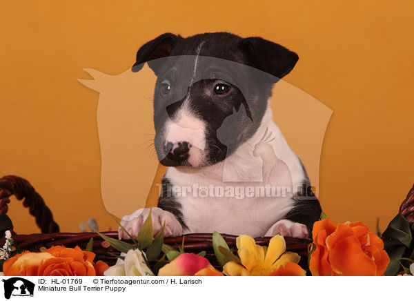 Miniature Bull Terrier Puppy / HL-01769