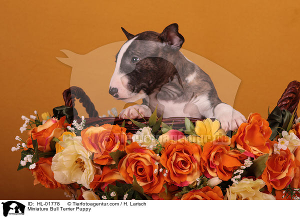 Miniatur Bullterrier Welpe / Miniature Bull Terrier Puppy / HL-01778