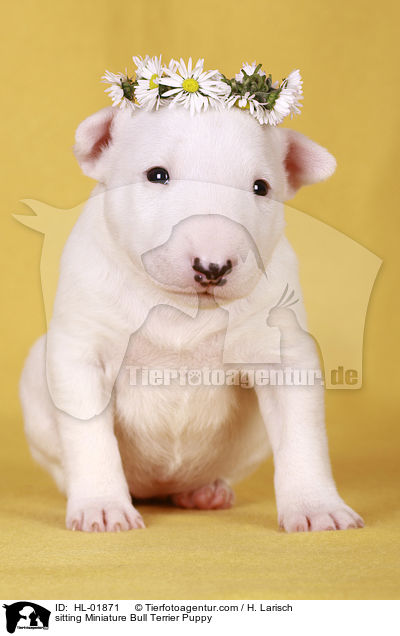 sitzender Miniatur Bullterrier Welpe / sitting Miniature Bull Terrier Puppy / HL-01871