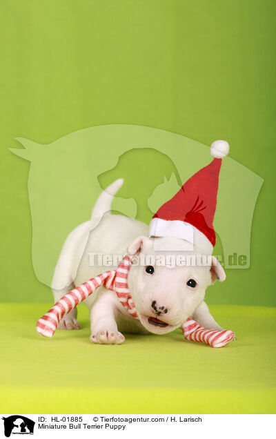 Miniature Bull Terrier Puppy / HL-01885