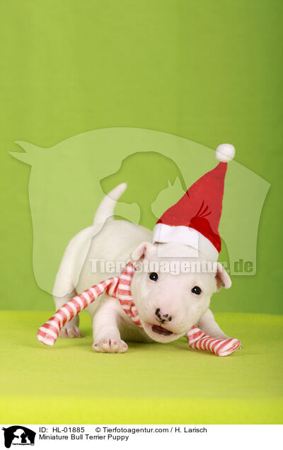 Miniatur Bullterrier Welpe / Miniature Bull Terrier Puppy / HL-01885