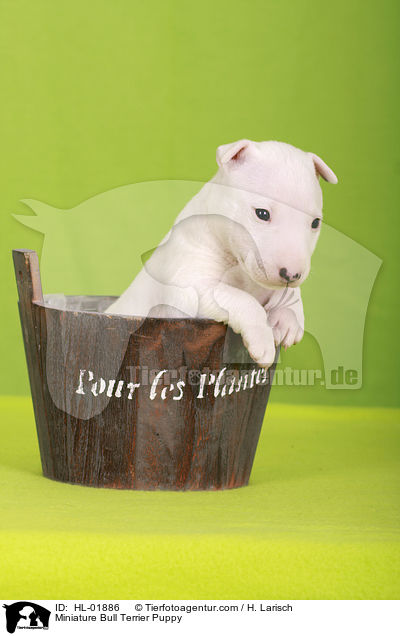 Miniatur Bullterrier Welpe / Miniature Bull Terrier Puppy / HL-01886