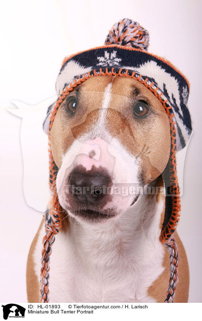 Miniature Bull Terrier Portrait / HL-01893