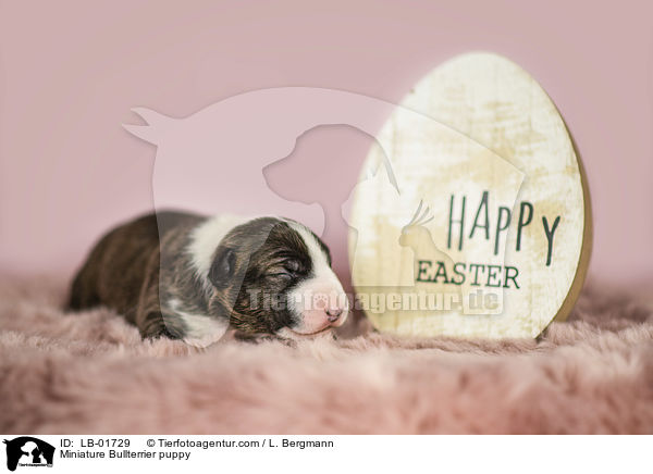 Miniatur Bullterrier Welpe / Miniature Bullterrier puppy / LB-01729