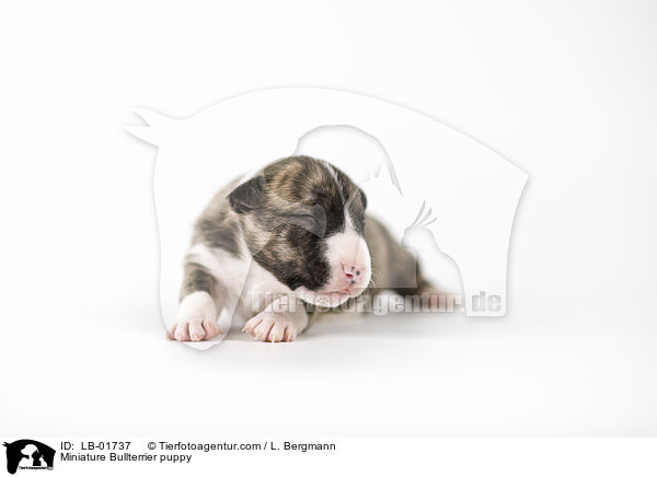 Miniature Bullterrier puppy / LB-01737